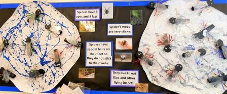 Minibeasts project - spiders